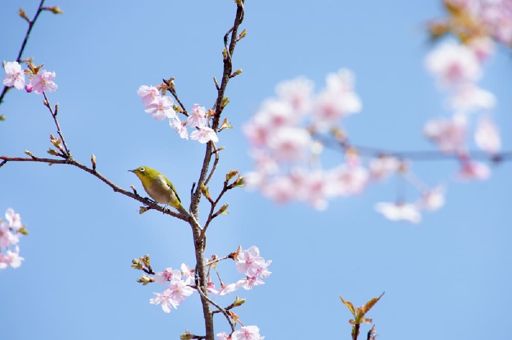바이빗_비트코인_봄_1